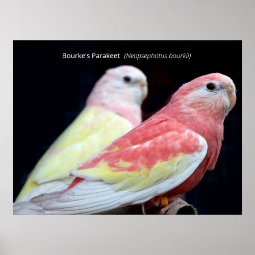 Rubino Bourkes Parakeet Poster