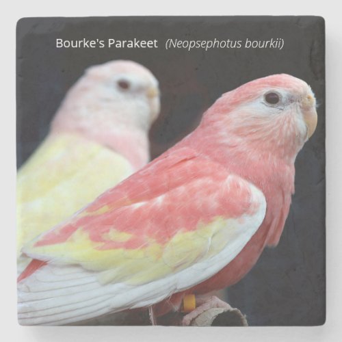 Rubino Bourkes Parakeet Stone Coaster