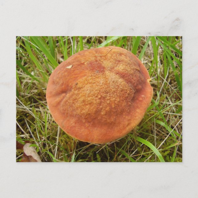 Ruby Bolete Mushroom Postcard (Front)