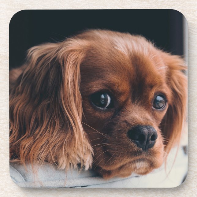 Ruby Cavalier King Charles Spaniel Beverage Coaster (Front)