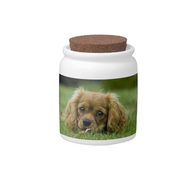 Ruby Cavalier King Charles Spaniel Candy Jar (Front)