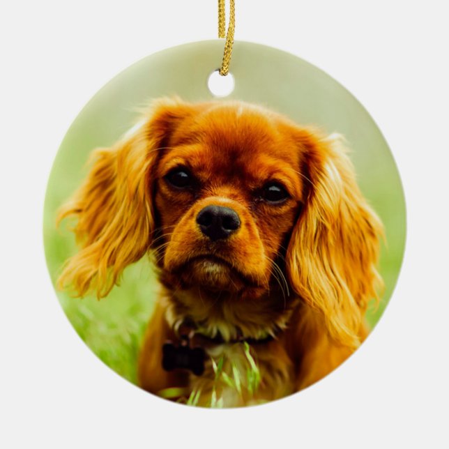 Ruby Cavalier King Charles Spaniel Dog Ceramic Ornament (Front)