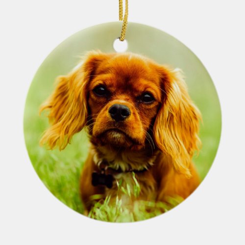 Ruby Cavalier King Charles Spaniel Dog Ceramic Ornament