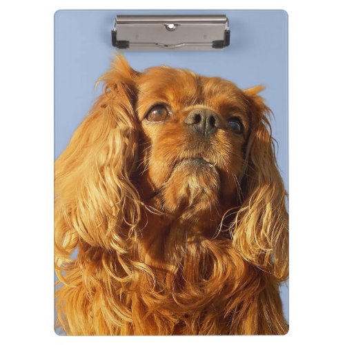 Ruby Cavalier King Charles Spaniel Dog Clipboard