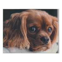 Ruby Cavalier King Charles Spaniel Dog