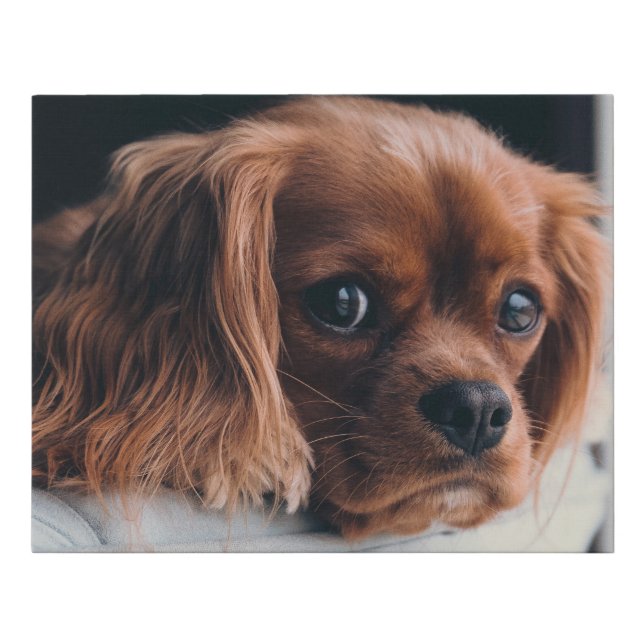 Ruby Cavalier King Charles Spaniel Dog Faux Canvas Print (Front)
