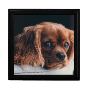 Ruby Cavalier King Charles Spaniel Dog Gift Box