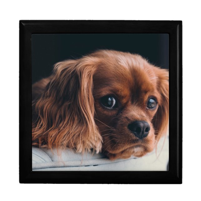 Ruby Cavalier King Charles Spaniel Dog Gift Box (Front)