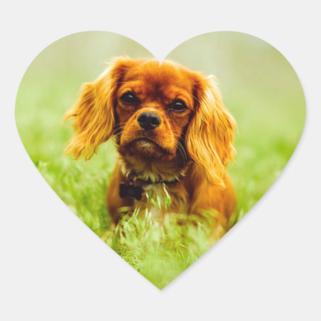 Ruby Cavalier King Charles Spaniel Dog Heart Sticker (Front)