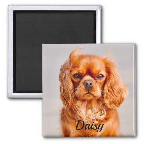 Ruby Cavalier King Charles Spaniel Dog Magnet