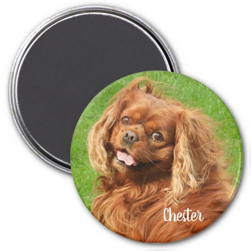 Ruby Cavalier King Charles Spaniel Dog Magnet