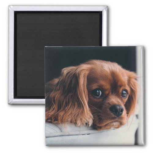 Ruby Cavalier King Charles Spaniel Dog Magnet