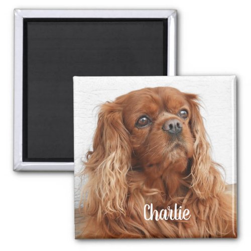 Ruby Cavalier King Charles Spaniel Dog Magnet