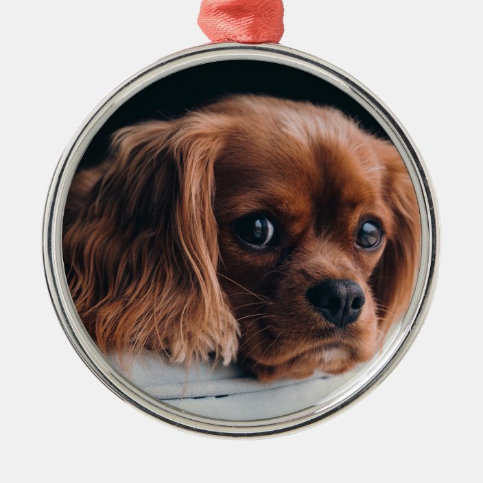 king charles spaniel garden ornament