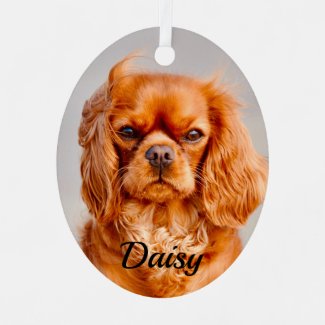 Ruby Cavalier King Charles Spaniel Dog