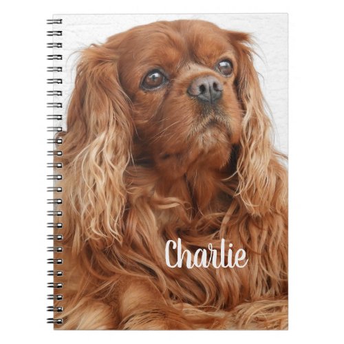 Ruby Cavalier King Charles Spaniel Dog Notebook