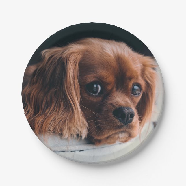 Ruby Cavalier King Charles Spaniel Dog Paper Plates (Front)