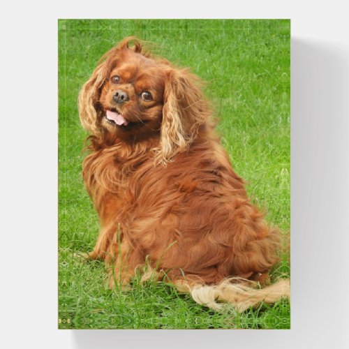 Ruby Cavalier King Charles Spaniel Dog Paperweight