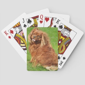 Ruby Cavalier King Charles Spaniel Dog