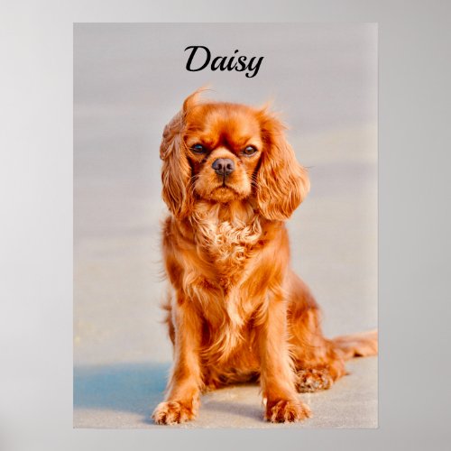 Ruby Cavalier King Charles Spaniel Dog Poster