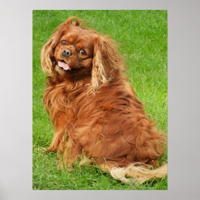 Ruby Cavalier King Charles Spaniel Dog Poster (Front)