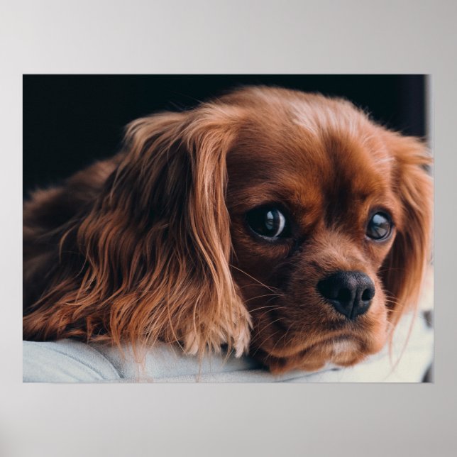 Ruby Cavalier King Charles Spaniel Dog Poster (Front)