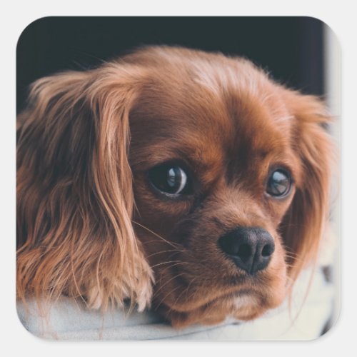 Ruby Cavalier King Charles Spaniel Dog Square Sticker