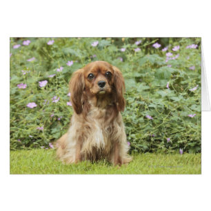 Ruby Cavalier King Charles Spaniel in the grass Cards