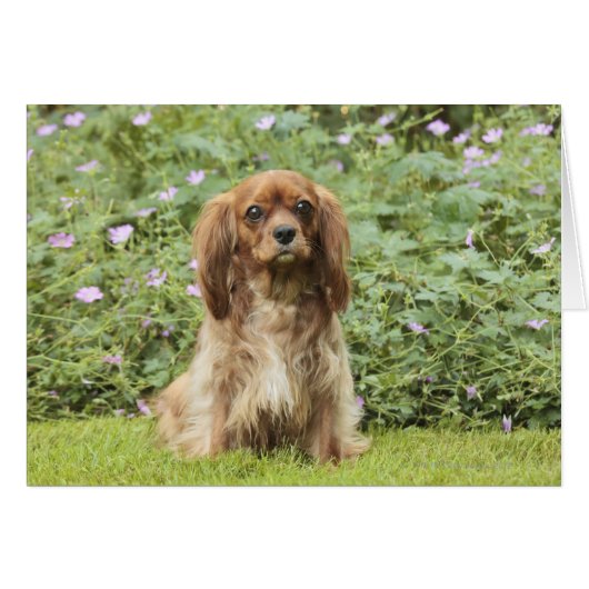 Ruby Cavalier King Charles Spaniel in the grass Cards (Front Horizontal)