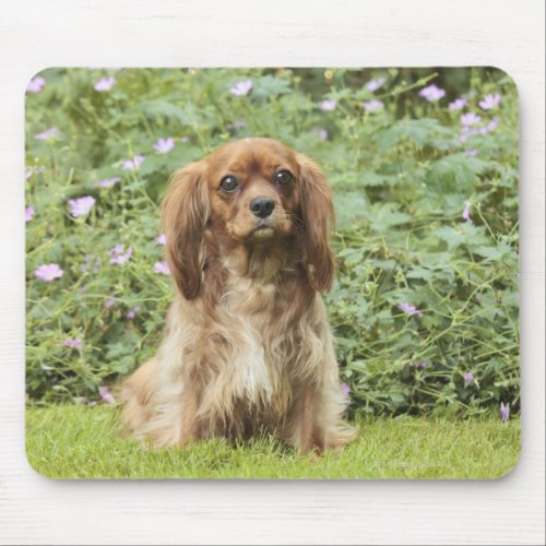 Ruby Cavalier King Charles Spaniel in the grass Mouse Pad