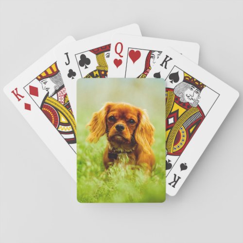 Ruby Cavalier King Charles Spaniel in the grass Poker Cards