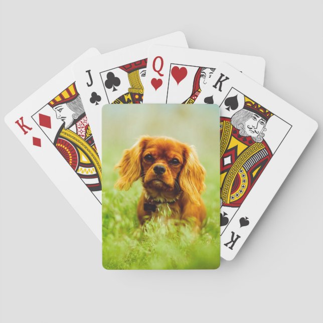 Ruby Cavalier King Charles Spaniel in the grass Poker Cards (Back)