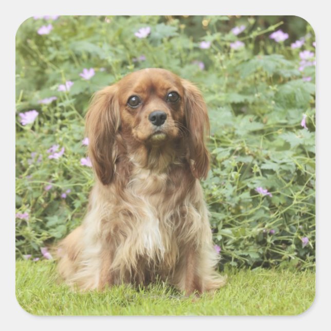 Ruby Cavalier King Charles Spaniel in the grass Square Sticker (Front)