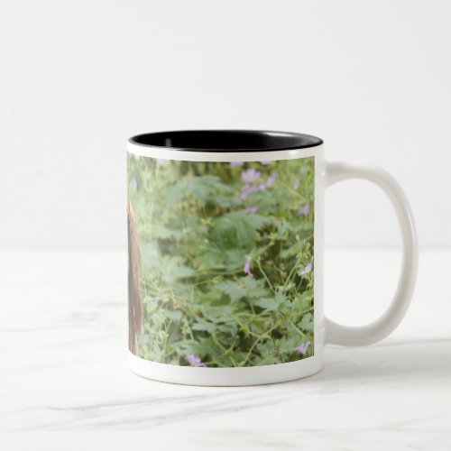 Ruby Cavalier King Charles Spaniel in the grass Two_Tone Coffee Mug