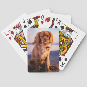 Ruby Cavalier King Charles Spaniel in the sunset Poker Cards