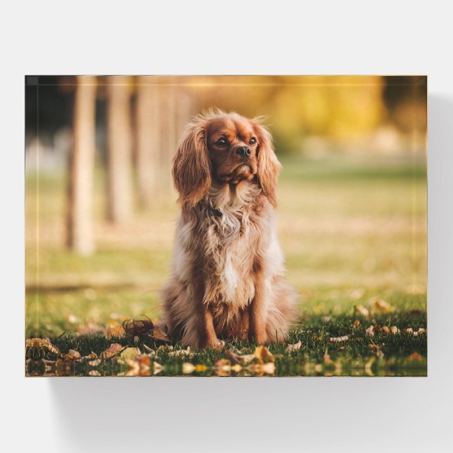 Ruby Cavalier King Charles Spaniel Paperweight (Front)