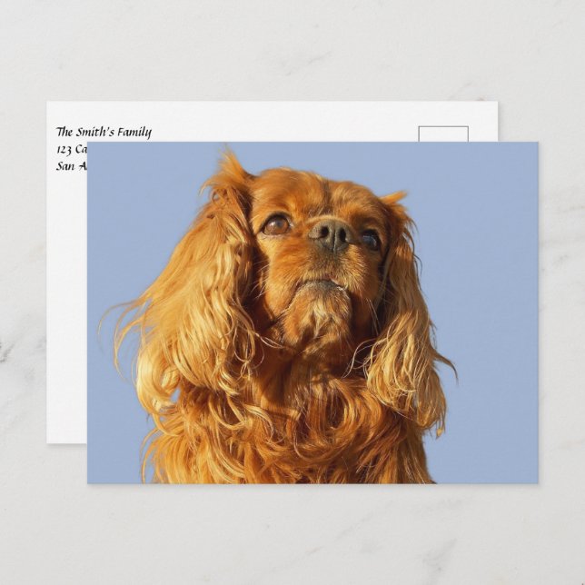 Ruby Cavalier King Charles Spaniel Puppy Dog Blue Postcard (Front/Back)
