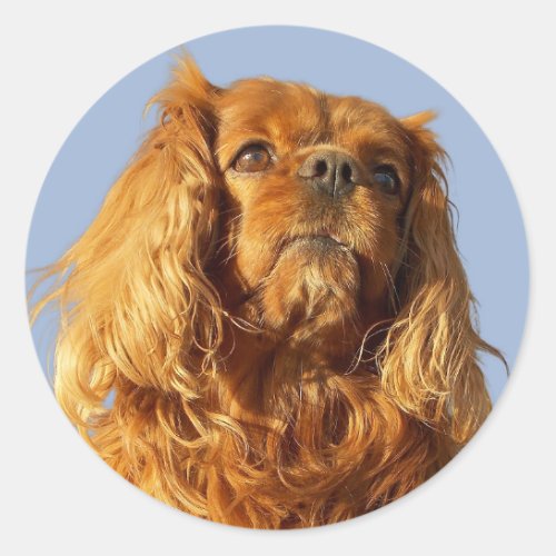 Ruby Cavalier King Charles Spaniel Puppy Dog  Classic Round Sticker