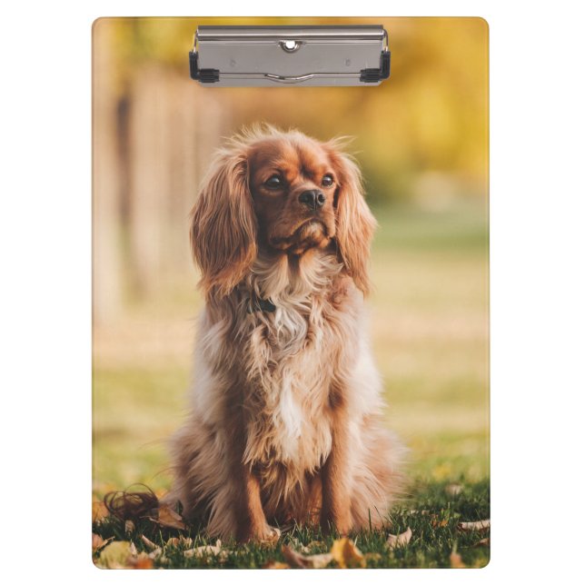 Ruby Cavalier King Charles Spaniel Puppy Dog Clipboard (Front)