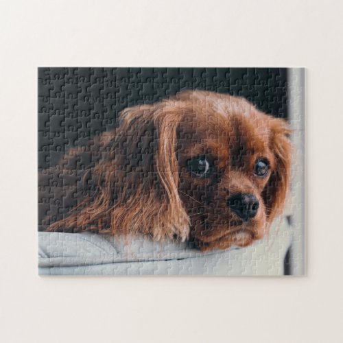 Ruby Cavalier King Charles Spaniel Puppy Dog Jigsaw Puzzle
