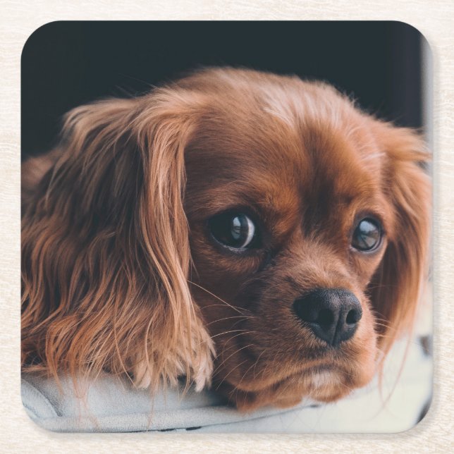 Ruby Cavalier King Charles Spaniel Square Paper Coaster (Front)