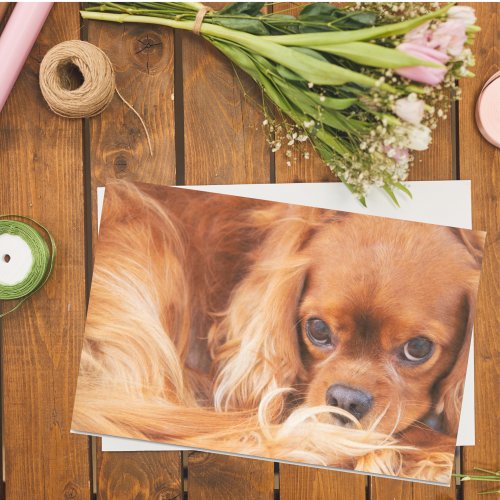 Ruby Cavalier King Charles Spaniel Tissue Paper