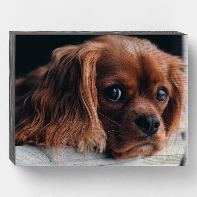Ruby Cavalier King Charles Spaniel Wooden Box Sign (Front Horizontal)