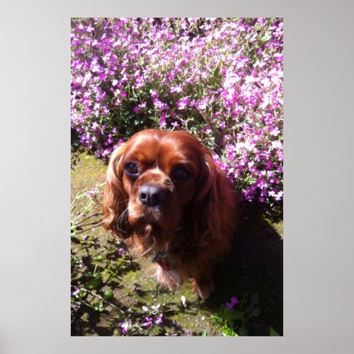 Ruby Cavalier Spaniel Poster