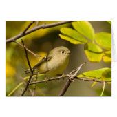 Ruby-crowned Kinglet (Front Horizontal)