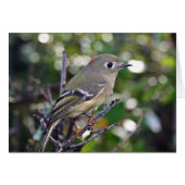 Ruby-crowned Kinglet (Front Horizontal)
