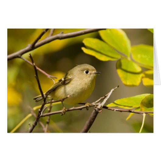 Ruby-crowned Kinglet Cards (Front Horizontal)