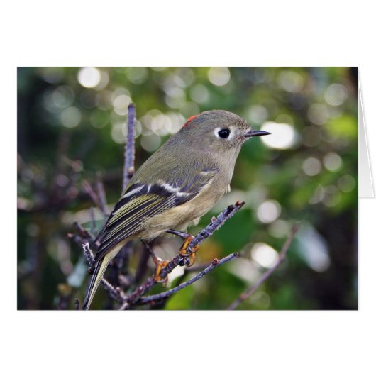 Ruby-crowned Kinglet Cards (Front Horizontal)