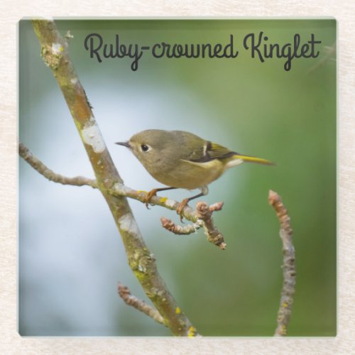 Ruby crowned kinglet glass coaster