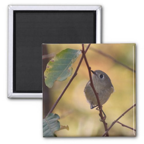 Ruby_crowned Kinglet in Fall Shrub Magnet